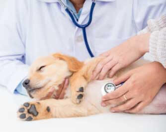 Vétérinaire Tierarztpraxis Bucher AG Rothrist